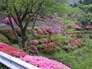 ��[�����̂��̎ʐ^1