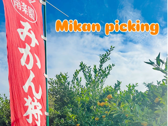 mikan picking_�ό��_�� ��y��