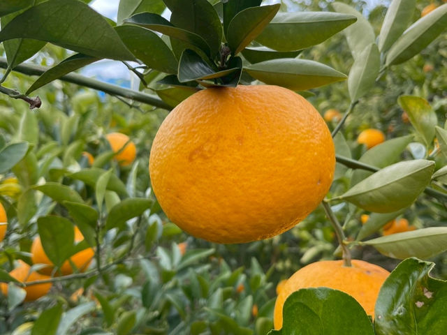 �ό��_�� ��y��