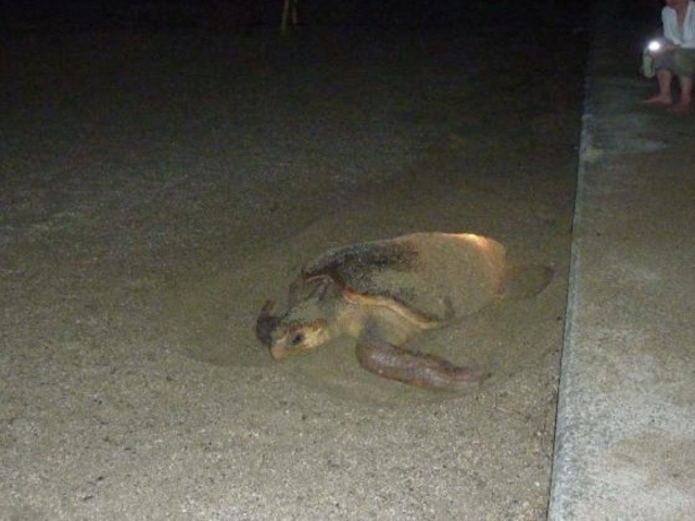 �^���C�T�U���r�[�`