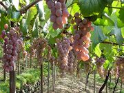 �����s�ό��Ԃǂ��Z���^�[�̎ʐ^1