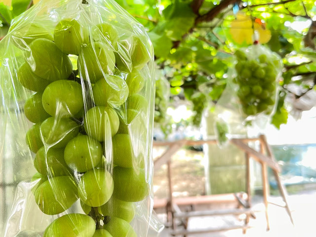 ��H�Ԃǂ���