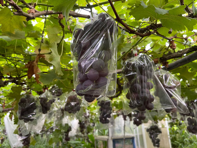 ��H�Ԃǂ���