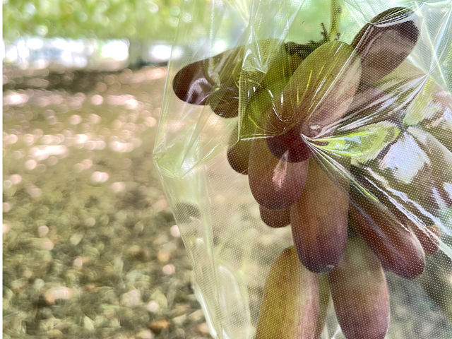 ��H�Ԃǂ���