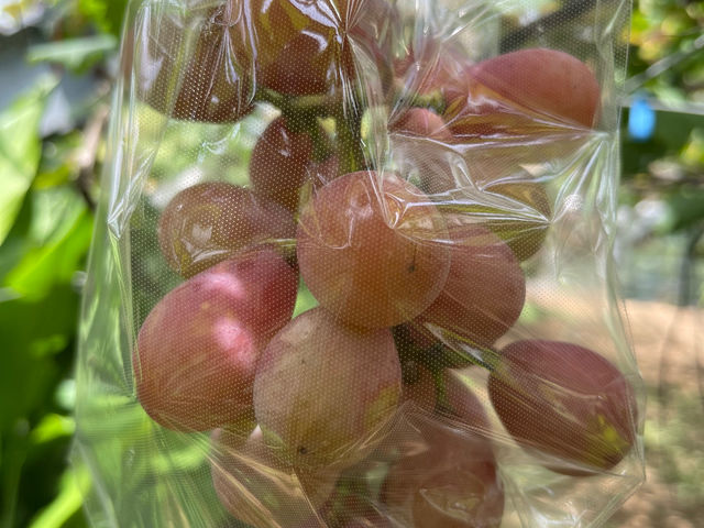 ��H�Ԃǂ���