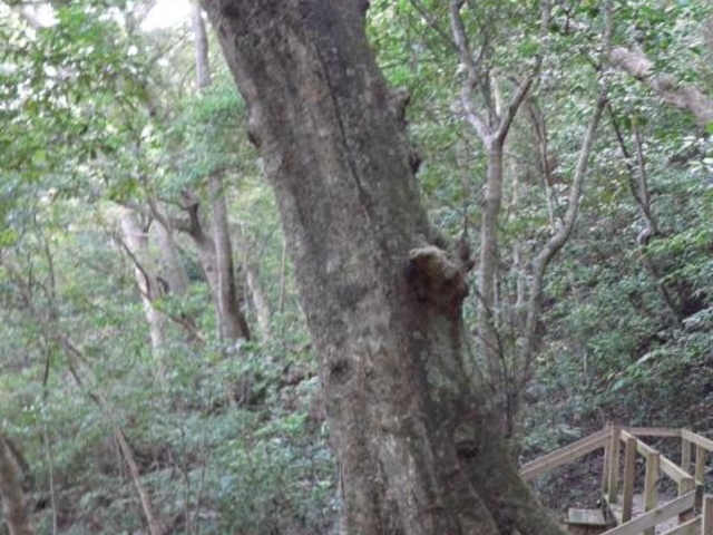 �I�L�i���E���W���K�V�Q���n