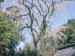 ��y���̎}�����̎ʐ^1