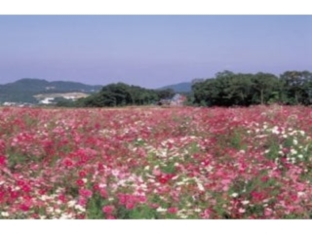 ���t���b�V���p�[�N�L�Y�^�o���^�R�X���X