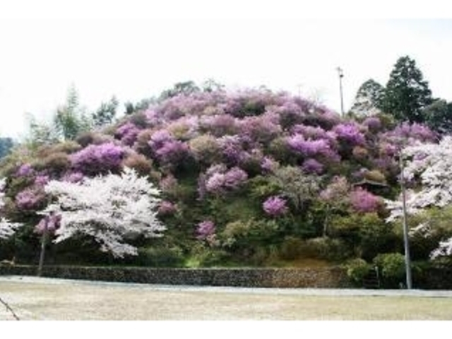 �R�m���T�R�����^���̎ʐ^1