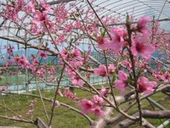 ���R��^�����E�Ȃ��̎ʐ^1