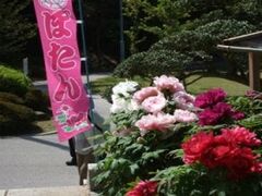 冠山総合公園/ぼたんの写真1