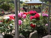 ���R���������^�ڂ���̎ʐ^2