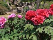 ���R���������^�ڂ���̎ʐ^3