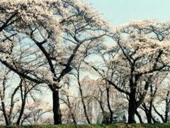 夫婦堤の桜の写真1