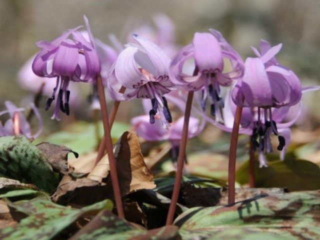 �������̃J�^�N��