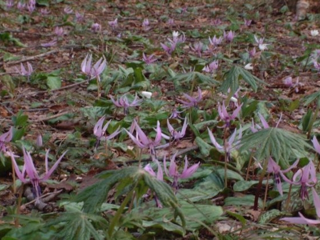 �������̃J�^�N���̎ʐ^1