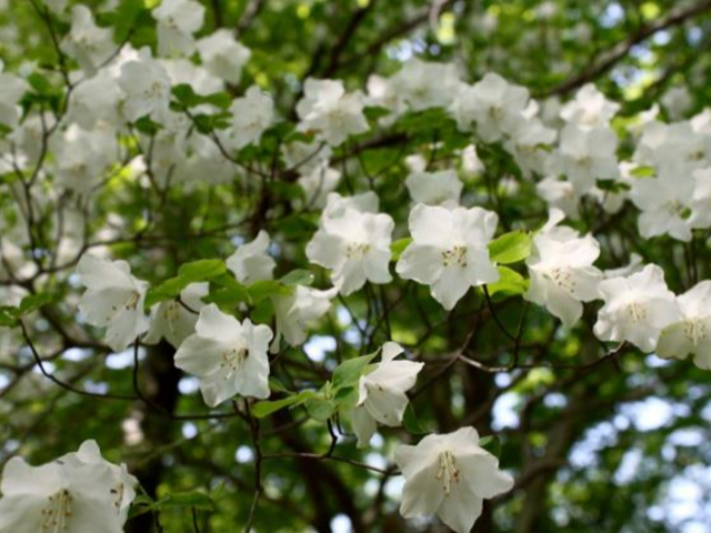 �������̃V�����V�I�c�c�W�i�����������͌S�j�̎ʐ^1