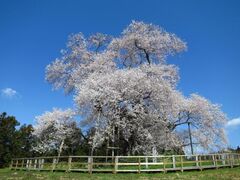 戸津辺の桜の写真1