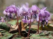 �������̃J�^�N���̎ʐ^2