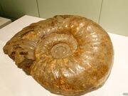 ���ڕʒ����y�����ق̎ʐ^3