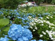 �R�M�����ڂ��������������̎ʐ^2