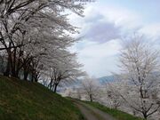 �g������{���̎ʐ^1