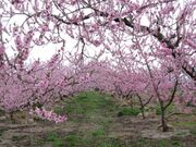 �ɒB�s�̓��̉ԁi�������j�̎ʐ^2