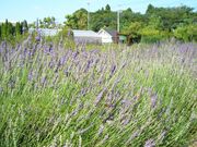 �������E�n�[�u�K�[�f���̎ʐ^3