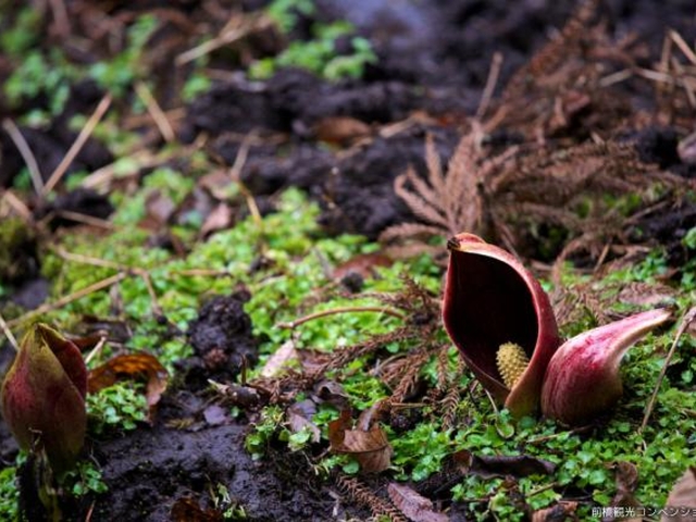 ���̌E�U�[���\�E�Q���n�̎ʐ^1