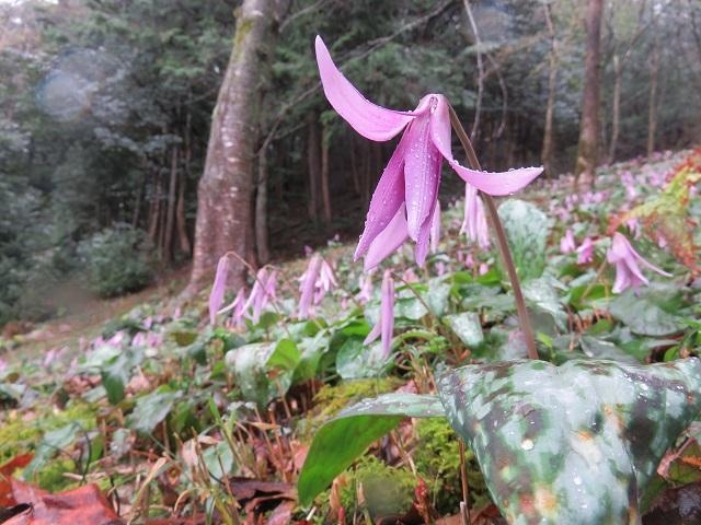 �J�^�N���Q���n�i�R���s�Ԕ��j�̎ʐ^1