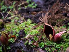 沼の窪ザゼンソウ群生地の写真1