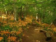 �䌴�R�̃I�I�L�c�l�m�J�~�\���̎ʐ^1