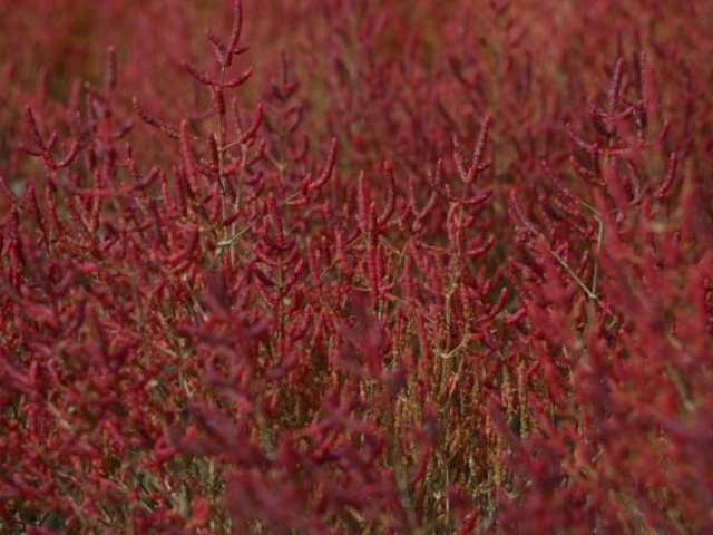 �A�b�P�V�\�E�̎ʐ^1