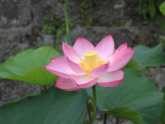 �����s�̑��n�X�̎ʐ^1