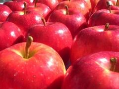 �Еi�́@�e��񂲉��̎ʐ^