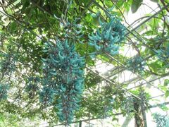 �Ƃ���~���[�W�A�����E�𗷂���A���ف@�q�X�C�J�Y���̎ʐ^1