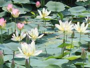 ��I�y�������̓��N�n�X�̎ʐ^2