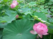 �����s�̑��n�X�̎ʐ^2