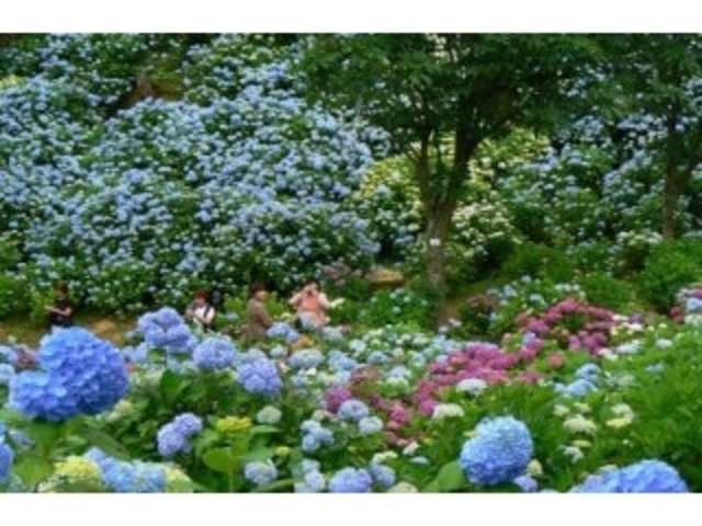 ���ߎ��R�������̂��������̎ʐ^1