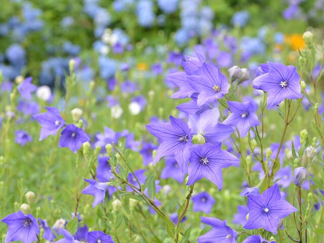 �����傤�̎ʐ^1