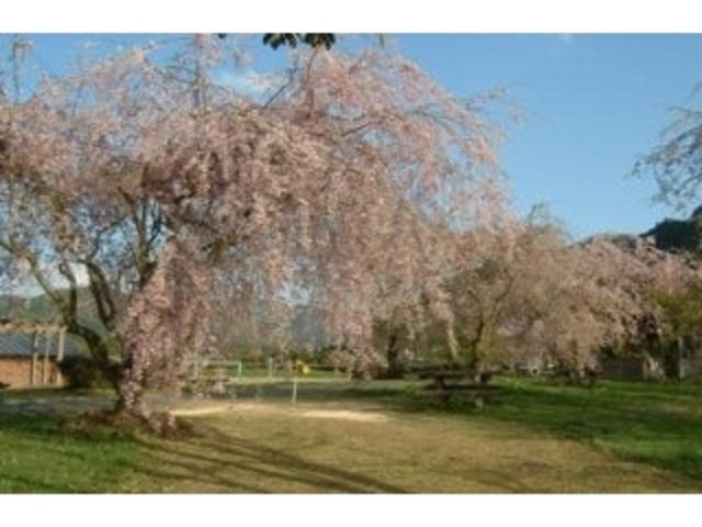 ���J�^�������̍��̎ʐ^1