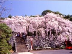 �ڗ����̍��̎ʐ^1