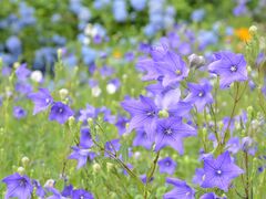 �����傤�̎ʐ^1