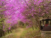 �݂΂��̎ʐ^2