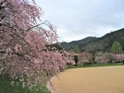 ���J�^�������̍��̎ʐ^2