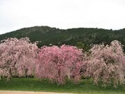 ���J�^�������̍��̎ʐ^3