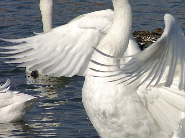 ⭐︎ご確認用⭐︎ 満月と白鳥と湖のトレイ ⭐︎ご確認用⭐︎ 満月と白鳥と湖のトレイ