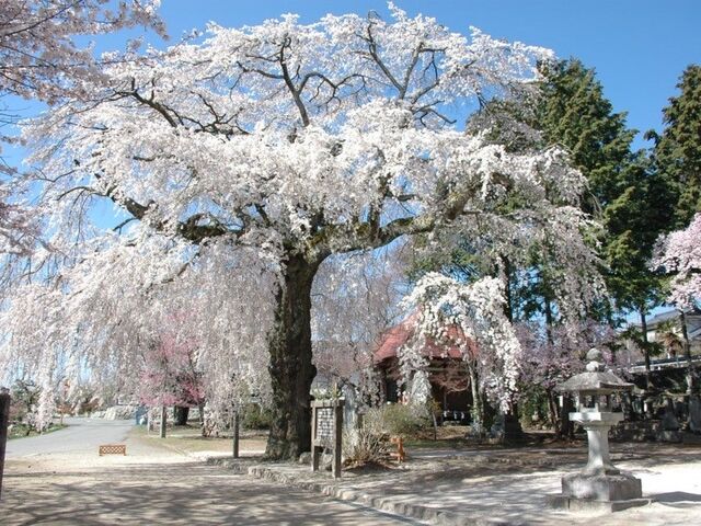 �ڗ����̎}�����̎ʐ^1