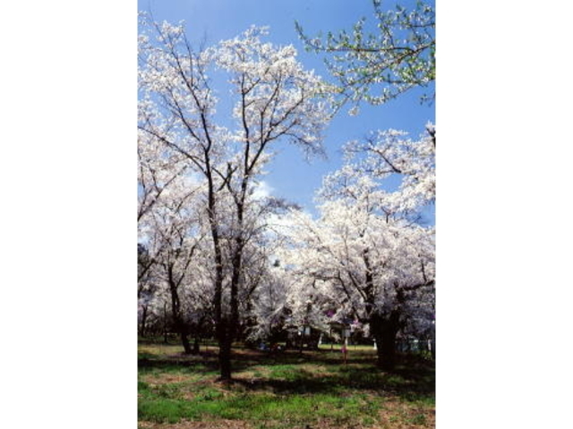 �����l�̍��i����_�Ђ̍��j�̎ʐ^1