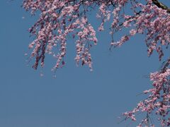 杉野野のしだれ桜(部奈さとやま自然園内)の写真1